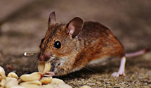 24 Hour & Emergency Exterminators in Kell, IL